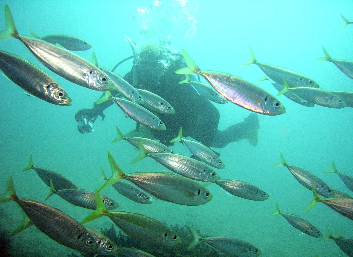 Kas Dalis Turu Scuba Diving