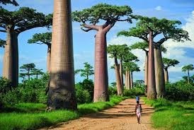 GRAND AFRIKA-MADAGASKAR TURLARI