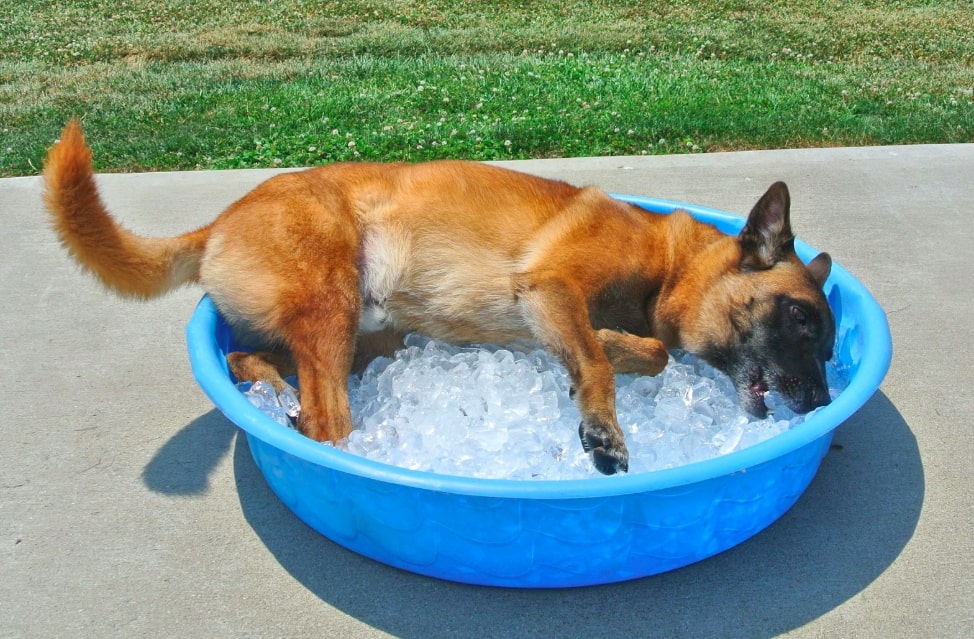 Köpeklerde Dehidrasyon ve Sıcak Çarpması