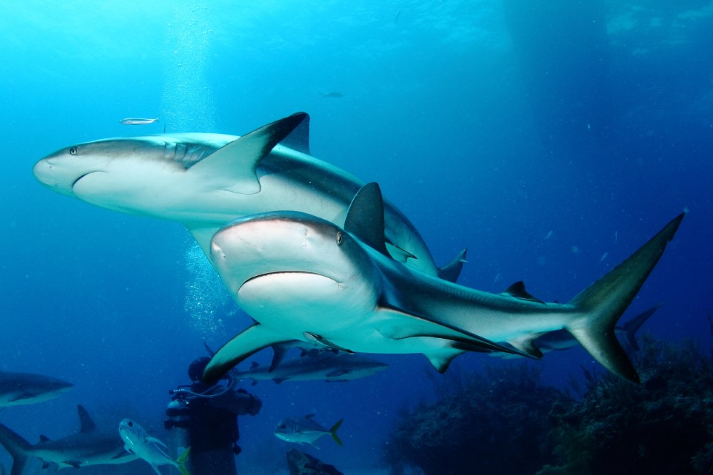 Bahamalar'da Köpekbalıklarıyla Dalış