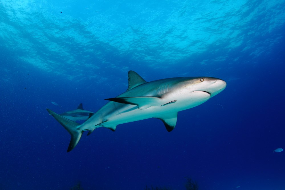 Bahamalar'da Köpekbalıklarıyla Dalış