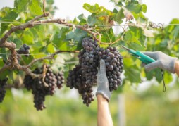 Georgian Grape Harvest Adventure